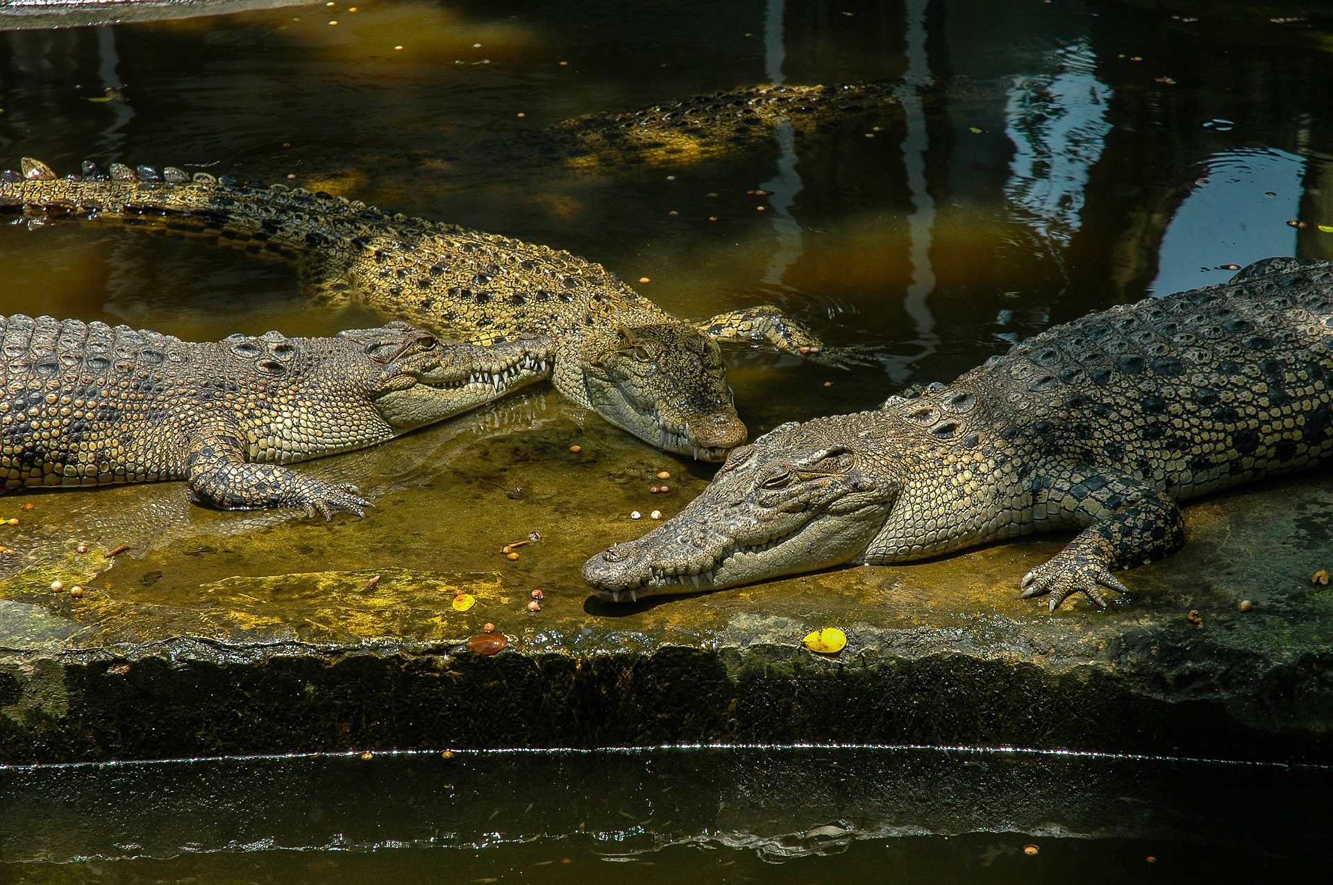 Jardin-botanique-et-zoologique-de-saigon